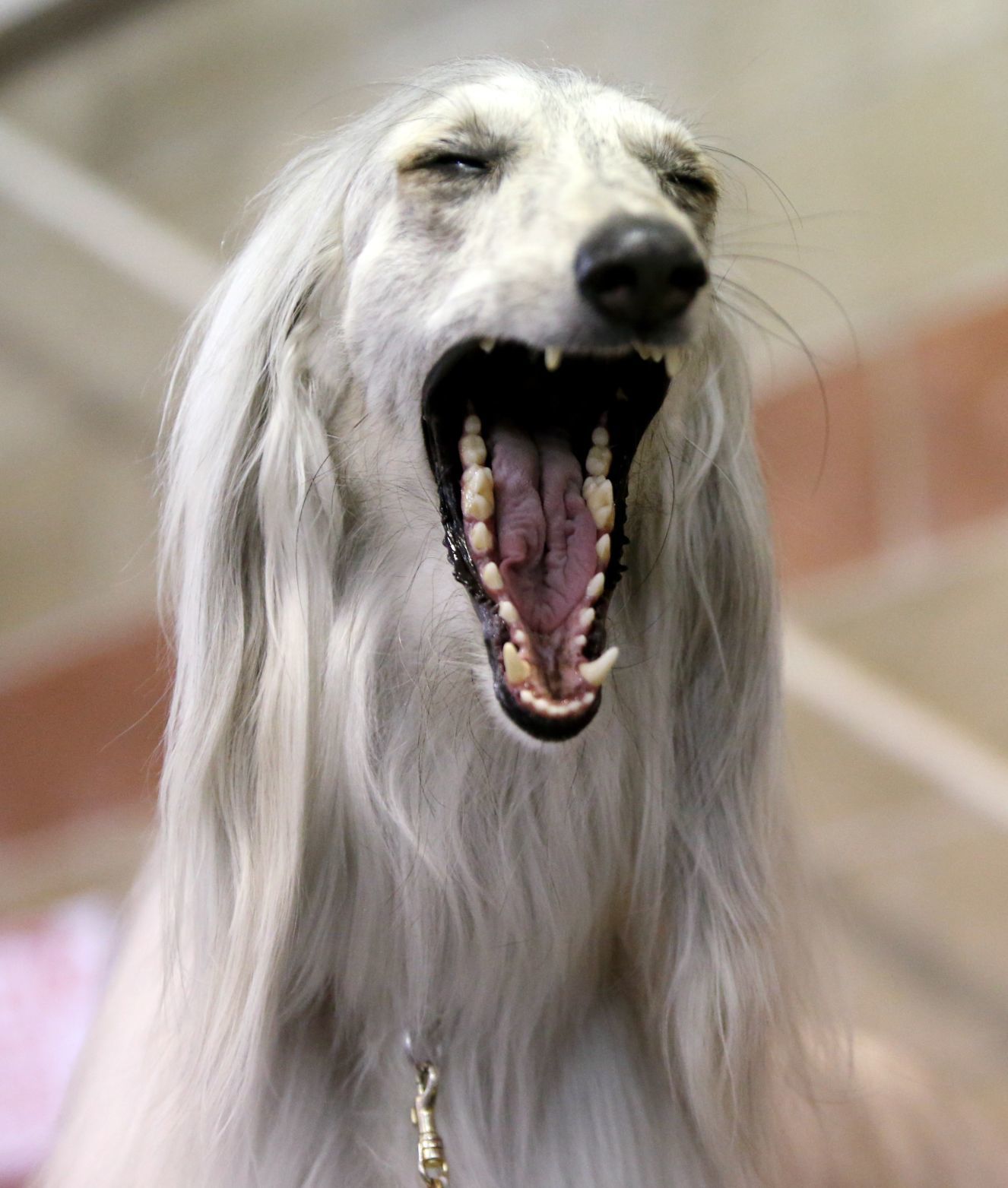 Giorgio, an Afghan hound
